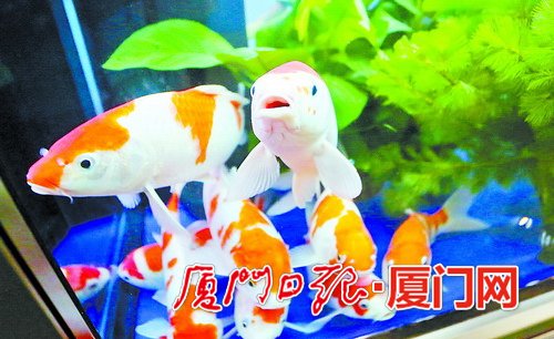 三大展亮點搶先看 一年一度國際海洋周6日登場(圖2) 三大展亮點搶先看 一年一度國際海洋周6日登場(圖2)